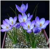 20 Seeds Per Pack - Saffron Crocus Seeds